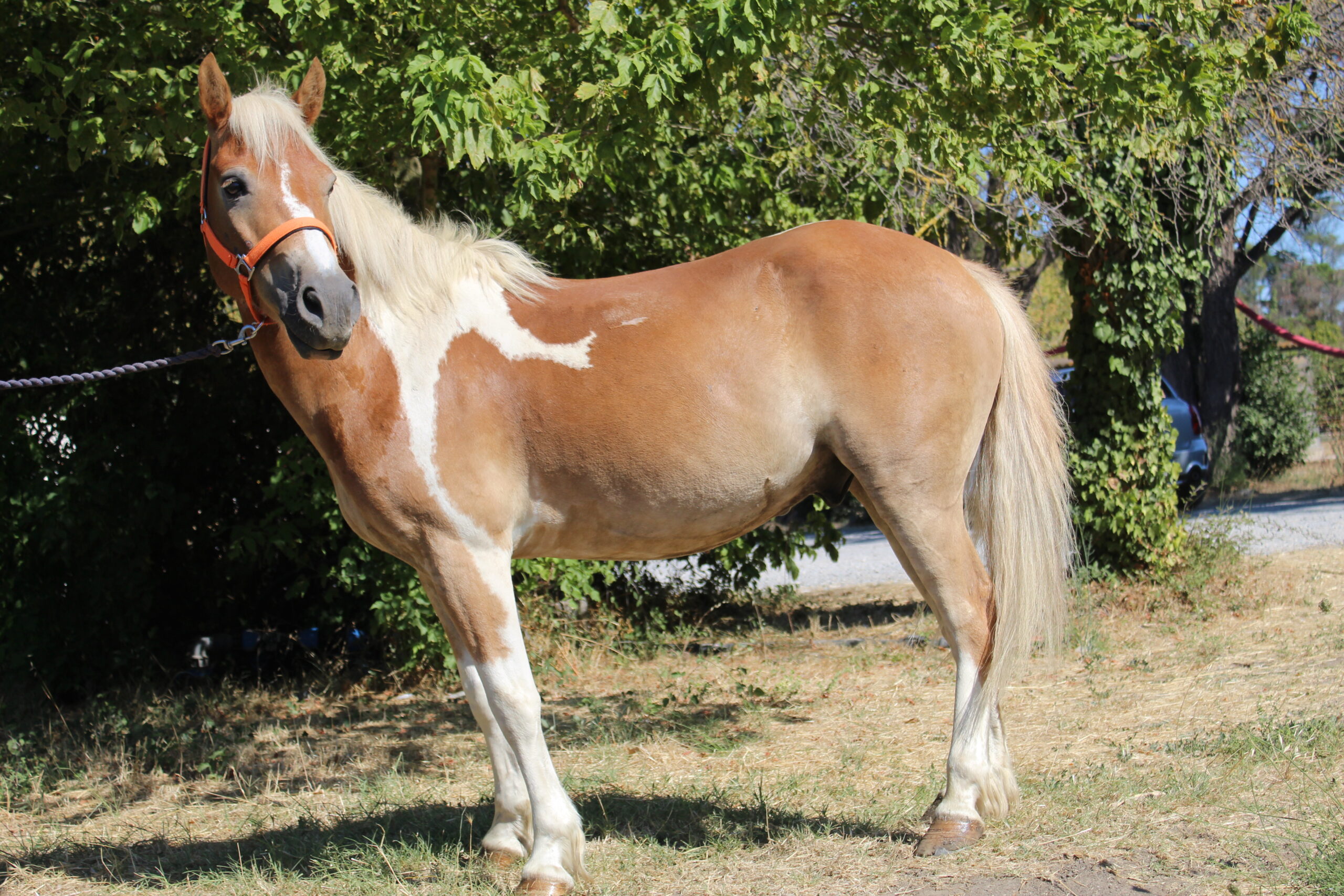 FARAMIR de son vrai nom GEORGIO